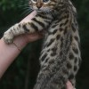 Bengal Mini Leopardo Amicat´s Filhotes Preço Comprar Vender